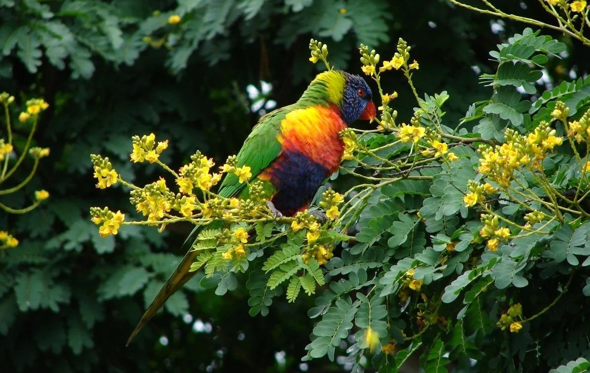 Pau-ferro – Caesalpinia leiostachya