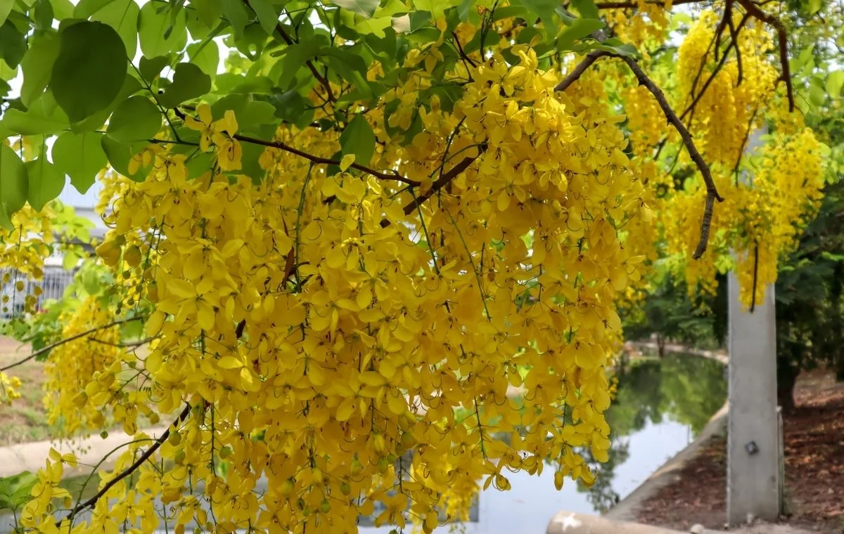 Lluvia de oro - Cassia fistula