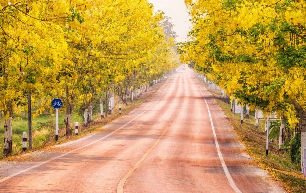 Lluvia de oro - Cassia fistula