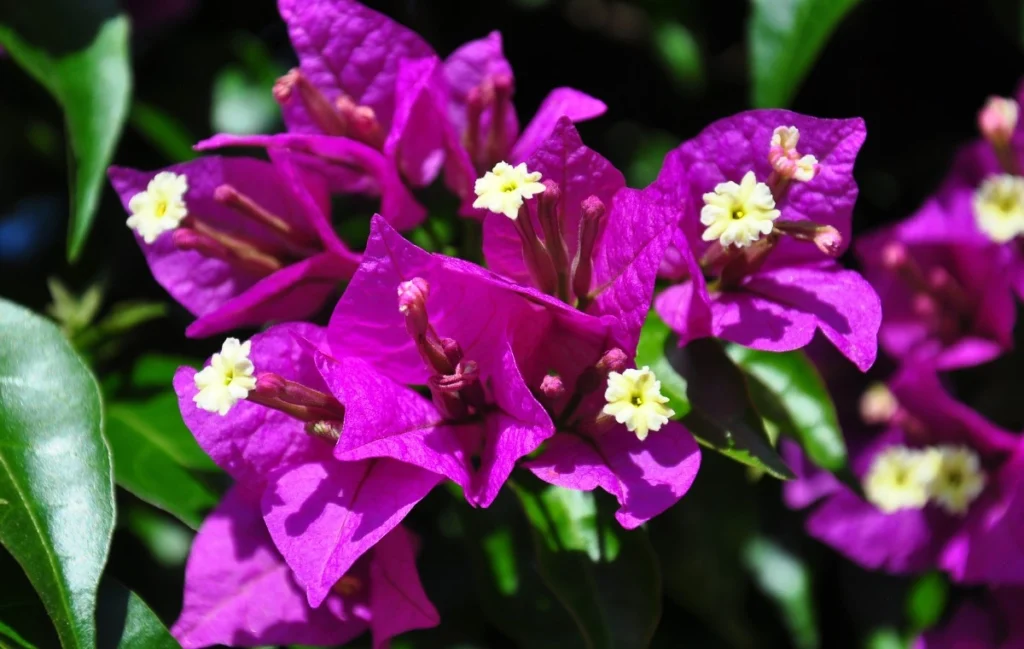 Bougainvillea glabra flor