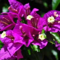 Bougainvillea glabra flor