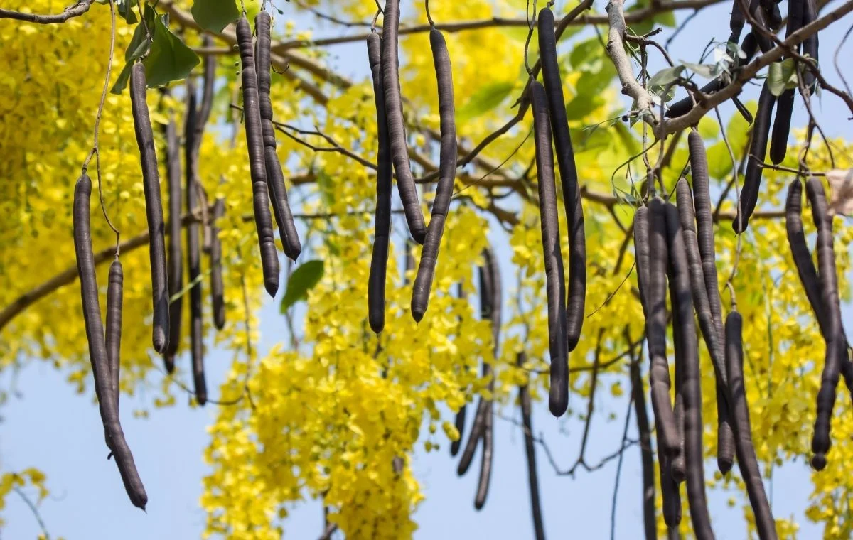 Lluvia de oro - Cassia fistula