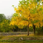 Lluvia de Oro - Cassia fistula árbol