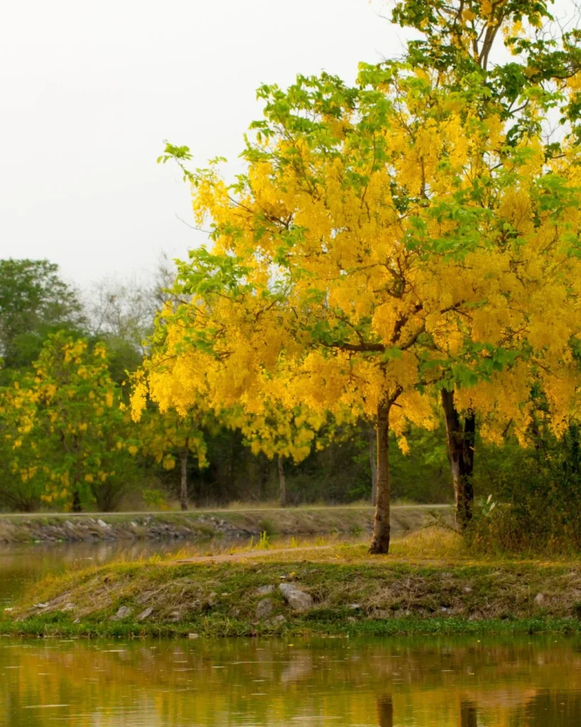 Lluvia de Oro - Cassia fistula árbol