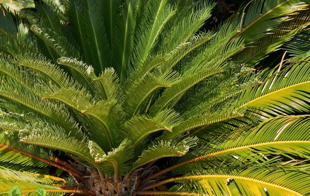 Cica (Cycas revoluta) Foto de Canva.