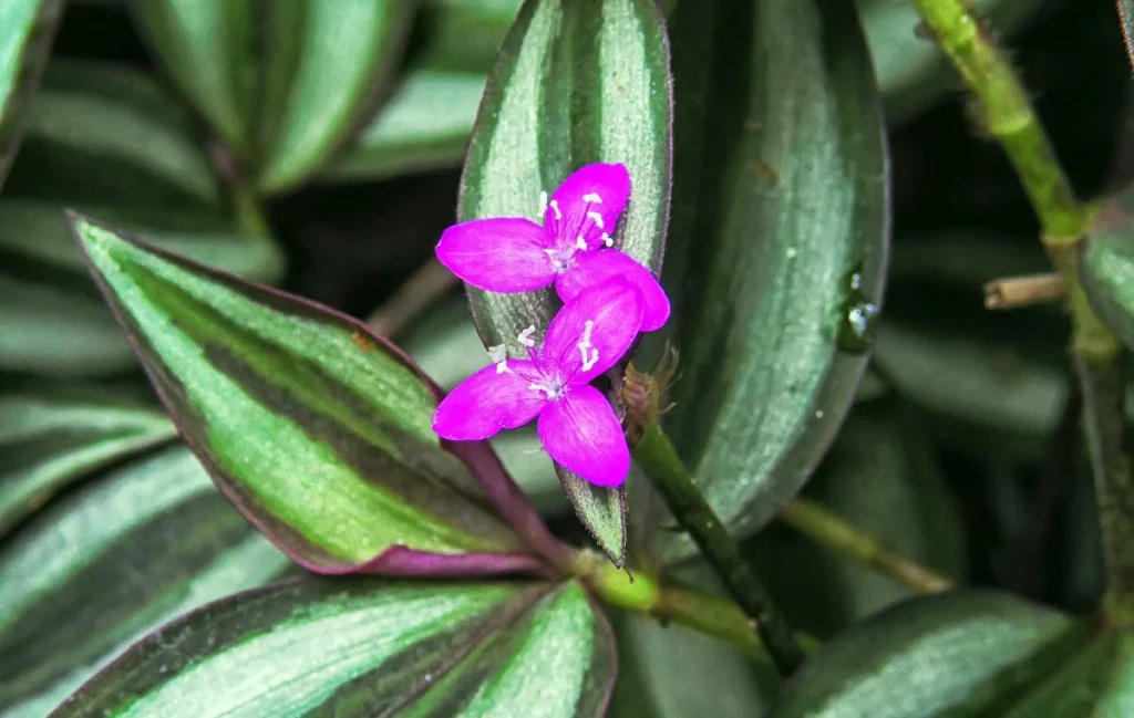 Tradescantia zebrina flor