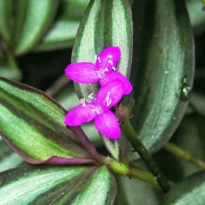 Tradescantia zebrina flor