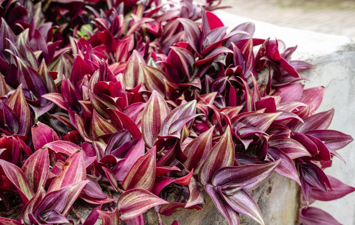 tradescantia zebrina - roja