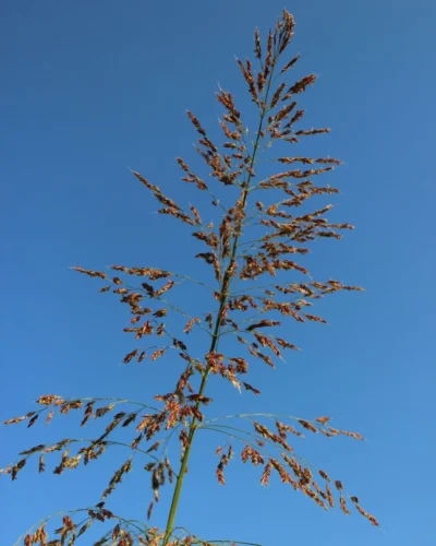 Inflorescencia de Poa pratensis. Espiguilla