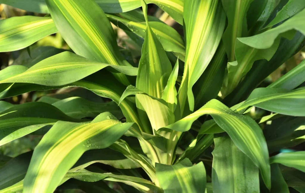 Dracaena fragrans hojas. Foto Canva