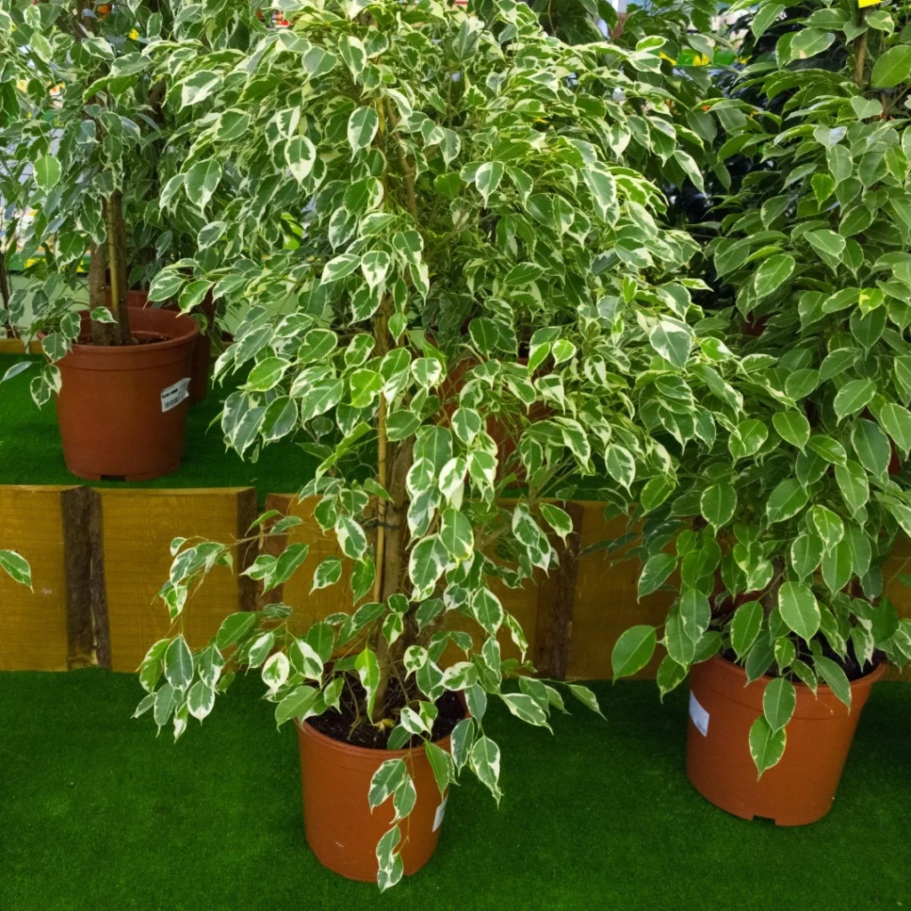 Árbol Benjamín - Ficus benjamina - ¡Planterista!