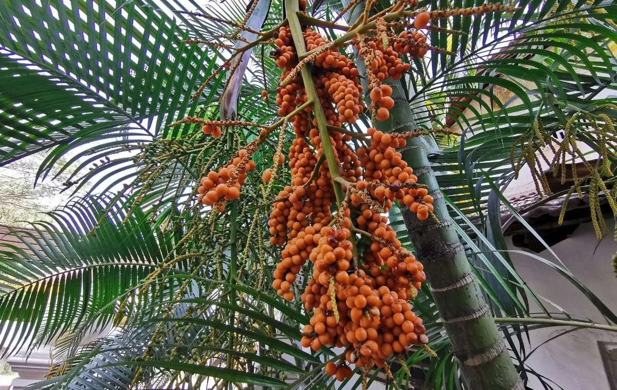 Frutos de la Palmera Areca - Dypsis lutescens