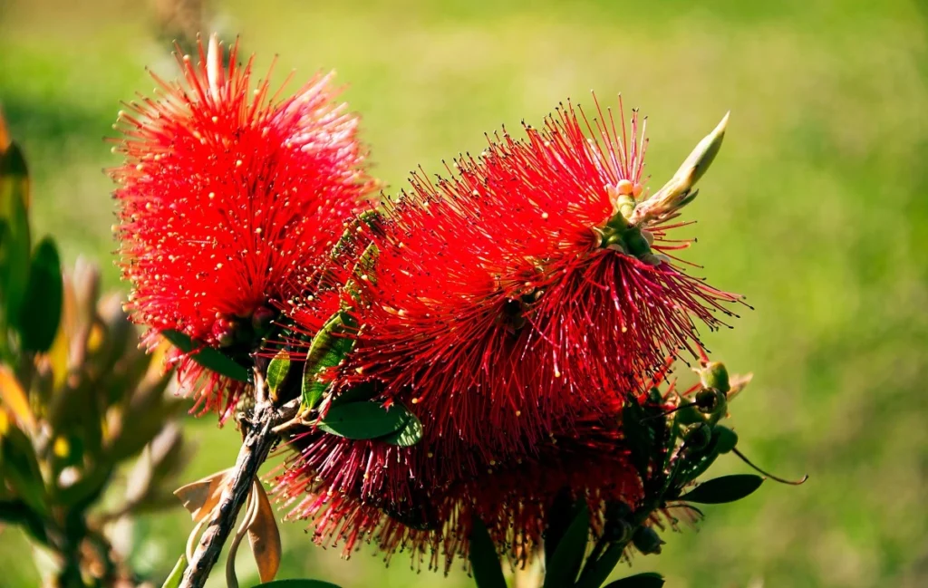 Callistemon - Escobillón Rojo