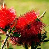 Callistemon - Escobillón Rojo