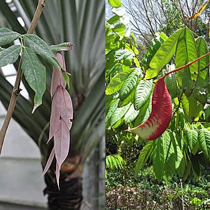 Detalles de las hojas jóvenes, a la izquierda, y de la vaina, a la derecha. Fotos de Forest & Kim Starr y de Citron, respectivamente.