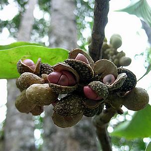 Detalle de los frutos. Foto de Kanoak