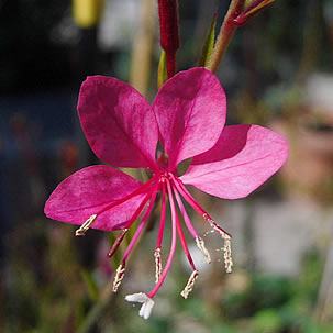 Gaura-rosa. Foto de Candiru