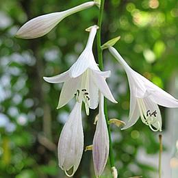 Detalle de las flores de la Hosta. Foto de Joe+Jeanette Archie