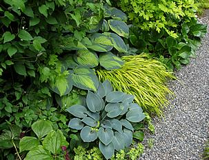 Parterre con hostas y acorus. Foto de Brewbooks