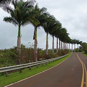 Palmas reales de Cuba a lo largo de la carretera. Foto de 