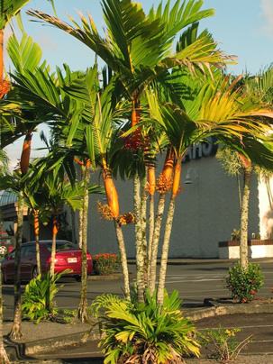 Touceira adulta sob sol pleno. Foto de Malcom Manners