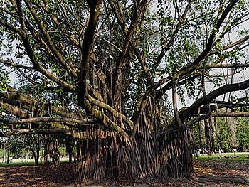 El árbol adulto mostrando las raíces aéreas y la ramificación. Foto de Ulrich Peters