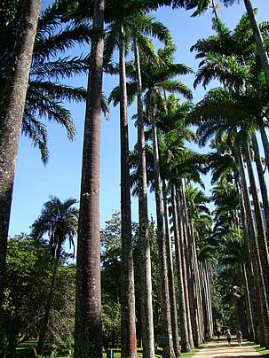 Alameda de palmas reales en el Jardín Botánico de Río de Janeiro. Foto de Mauro Guanandi