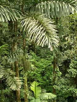Detalle de la copa y las hojas de la Palma Caminante. Foto de Hans Hillewaert