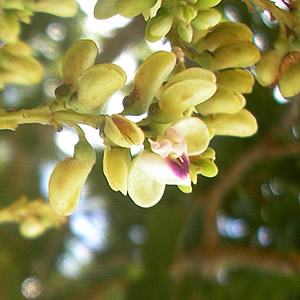 Flores de el Almendro almendro chiquitano. Foto de Denis A. C. Conrado