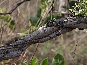 Liga Flor Del Pajarito entrelazando las ramas del hospedador. Foto de Mauricio Mercadante.