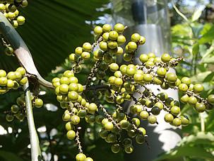 Frutos de la Licuala peltata. Foto de Techie Old Fox