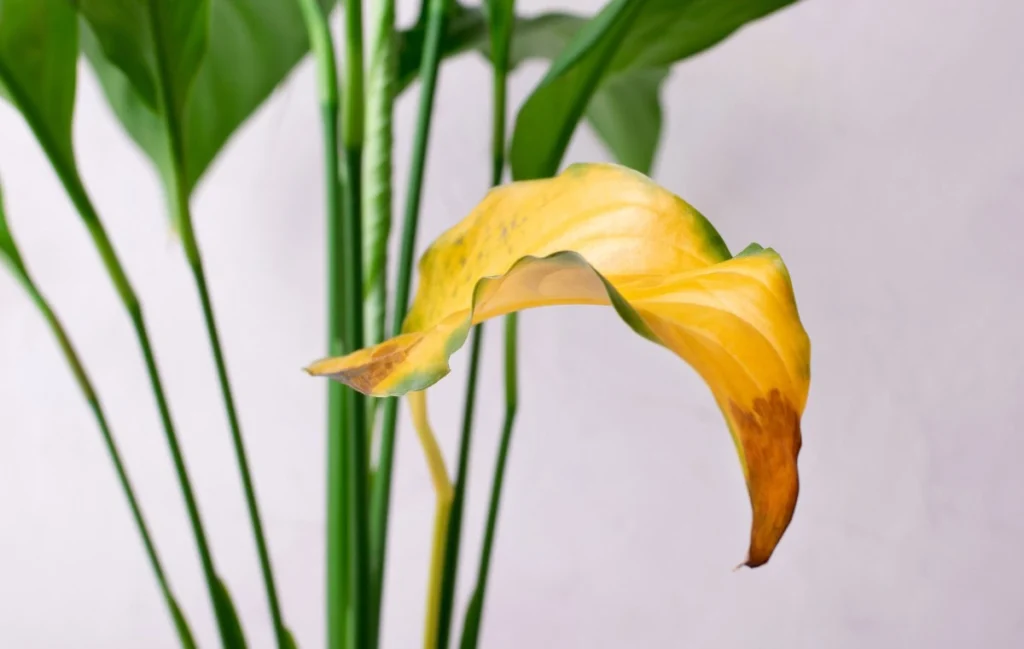 Spathiphyllum