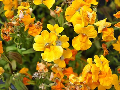 Nemesia strumosa