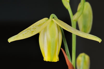 Detalle de la flor