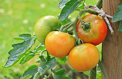 tomates en soporte