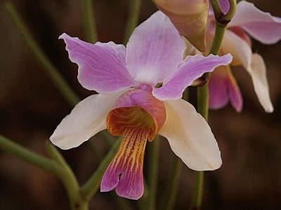 vanda teres