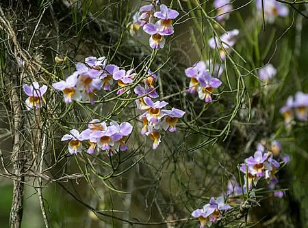 Papilionanthe teres