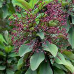 Lechero Africano – Euphorbia umbellata