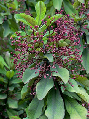 Lechero Africano – Euphorbia umbellata