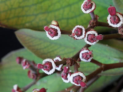 Lechero Africano – Euphorbia umbellata