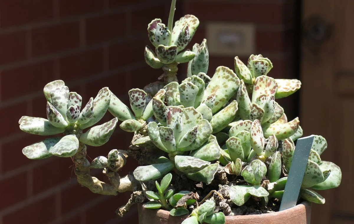 Adromischus cooperi