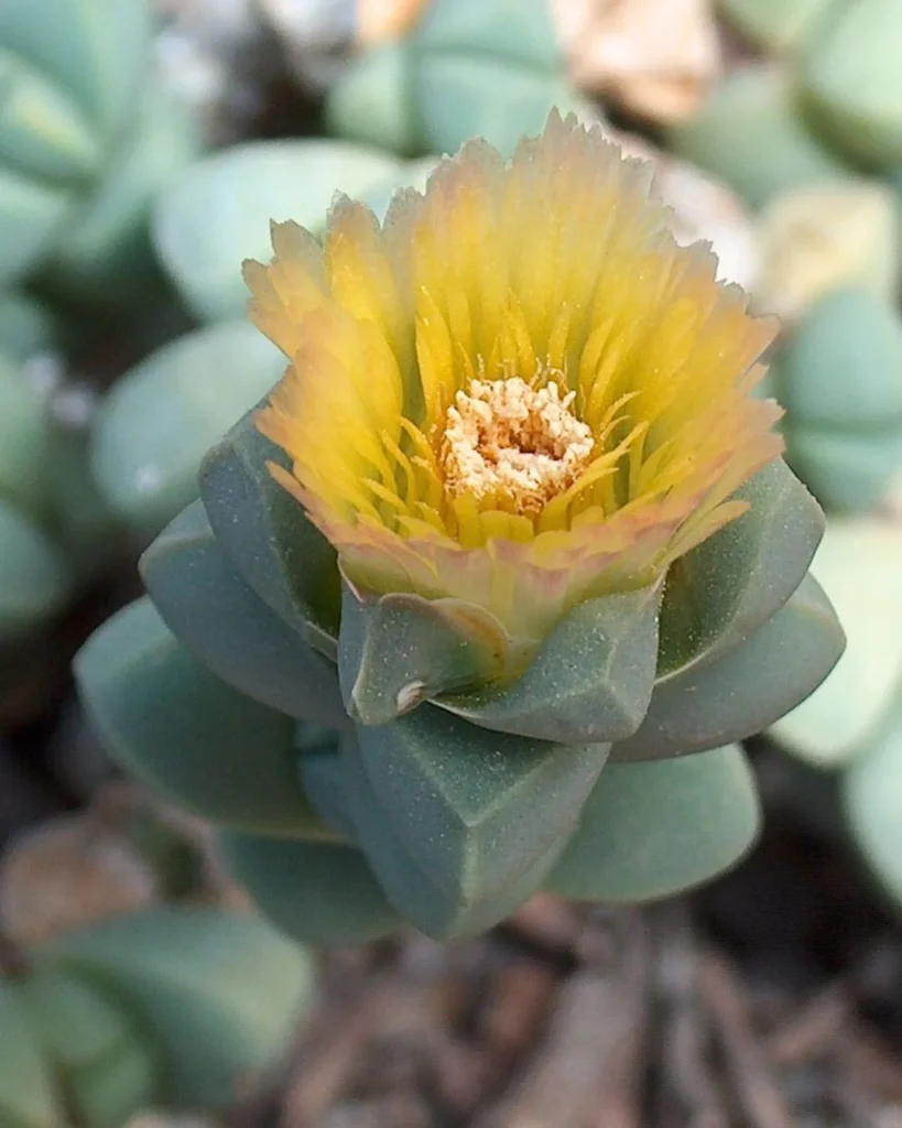 Corpuscularia lehmannii