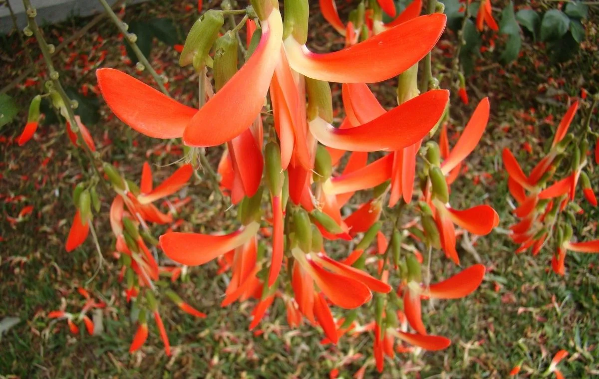 Cratylia spectabilis, Camptosema grandiflorum, Cipó tapiá