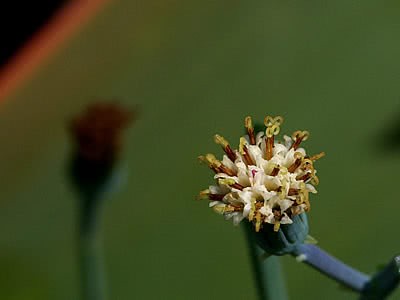 Bálsamo-azul-enano - Senecio serpens