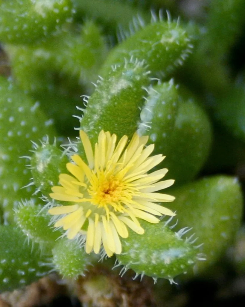 Delosperma echinatum - Lengua de gato, Planta del pepinillo