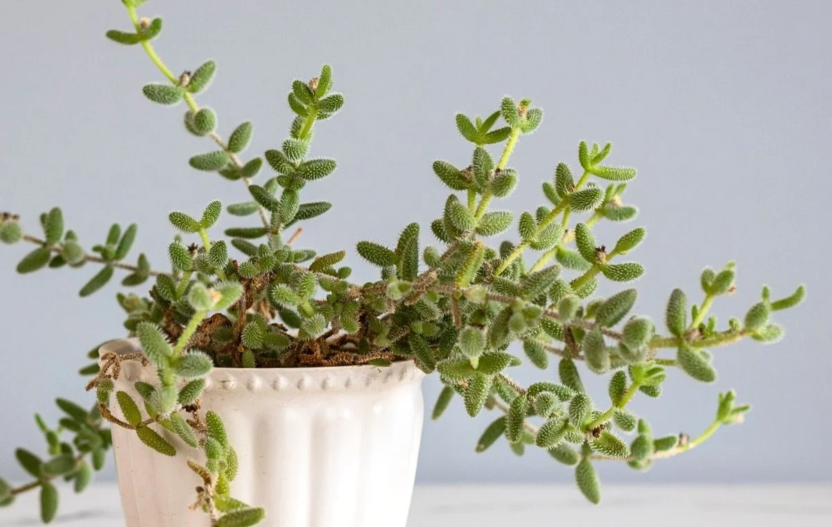 Delosperma echinatum - Lengua de gato, Planta del pepinillo