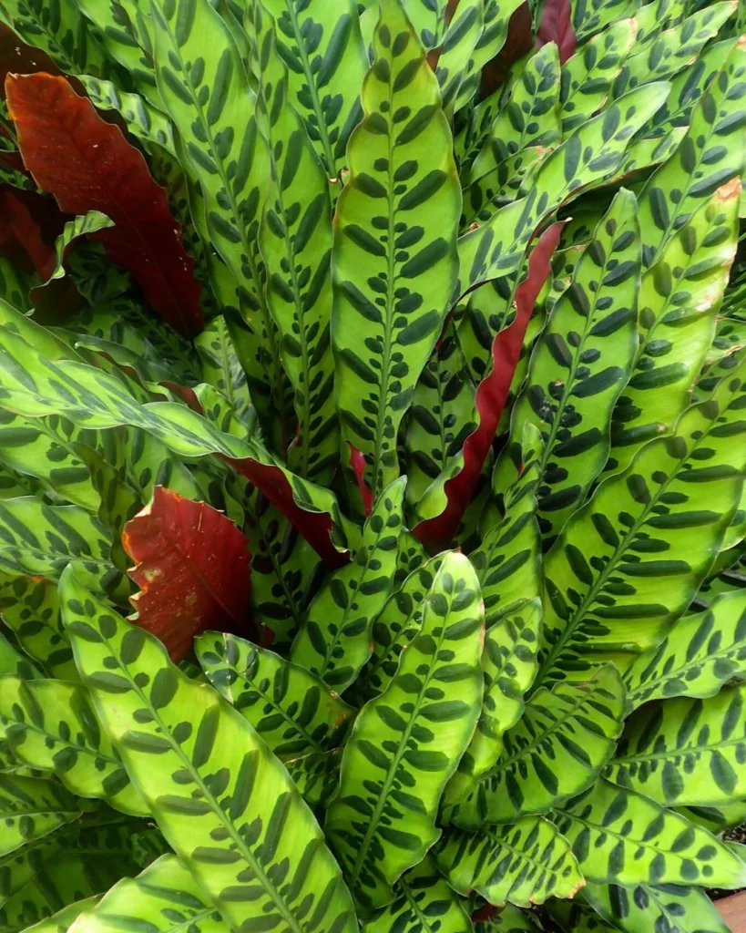 Calathea lancifolia