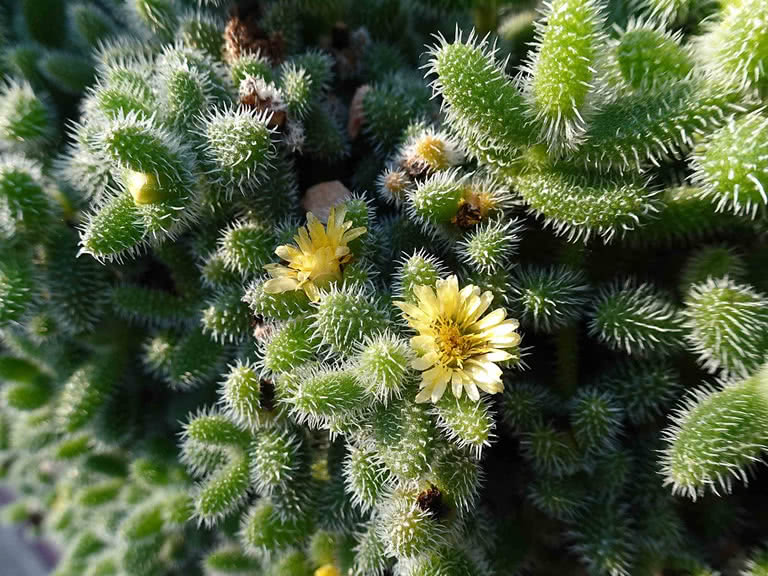 Delosperma echinatum - Lengua de gato, Planta del pepinillo