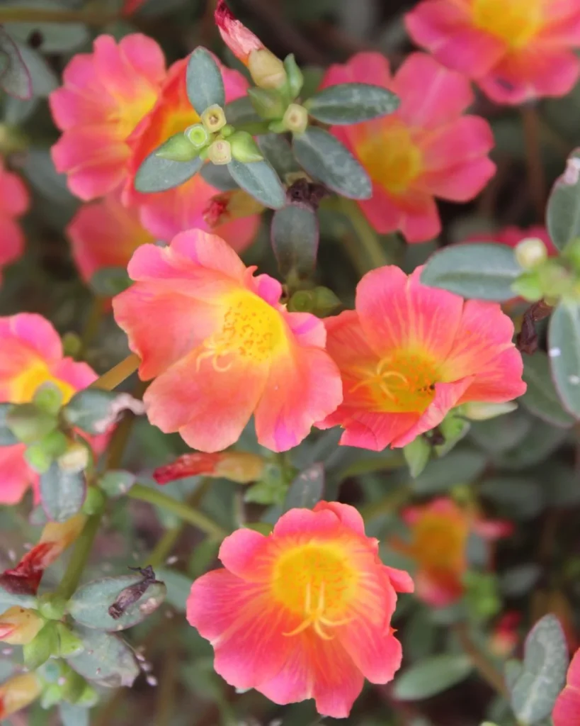 Verdolaga - Portulaca oleracea