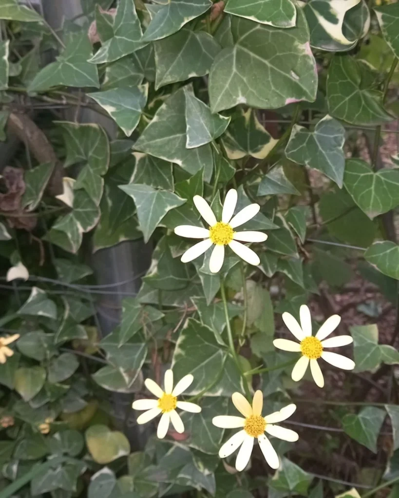 Senecio macroglossus - Hiedra Natal